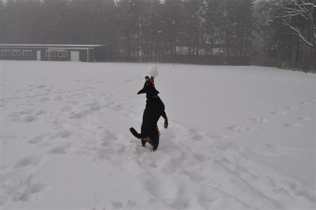 Entlebucher sennenhond Duko in de sneeuw