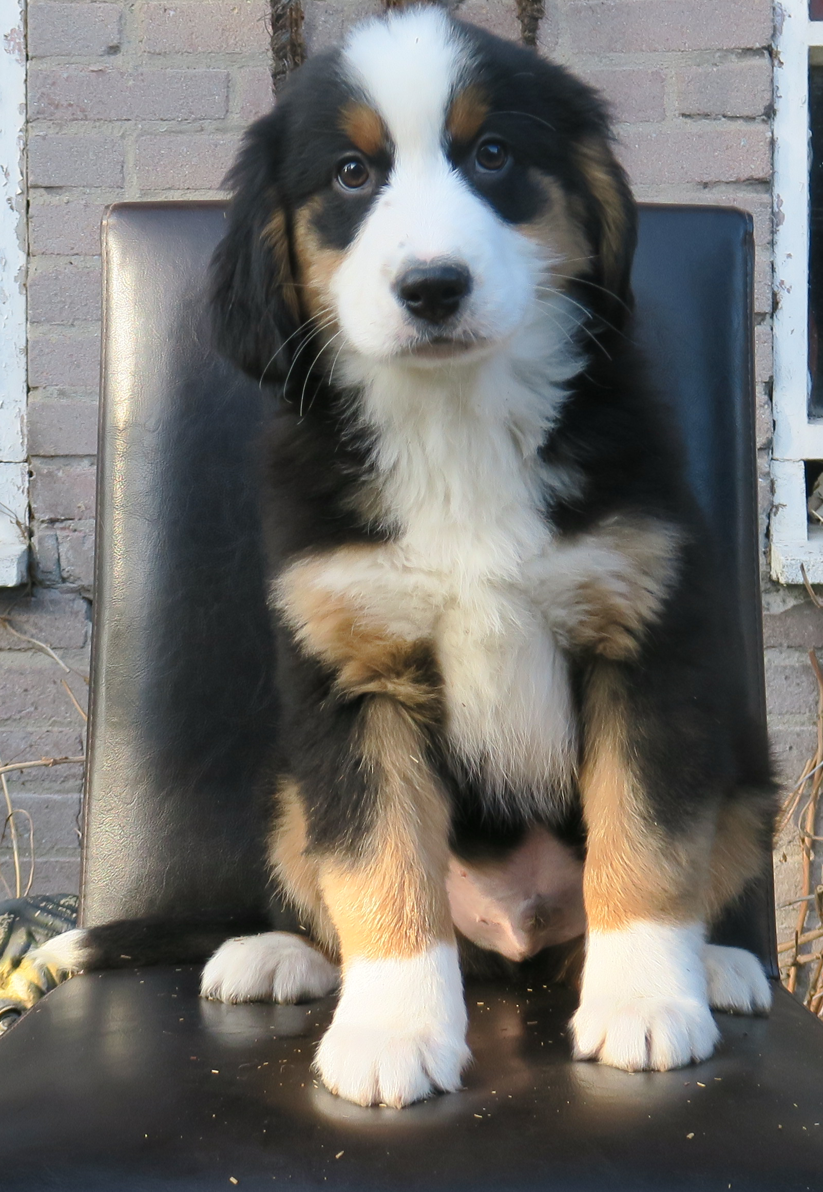 Tollentler pup
