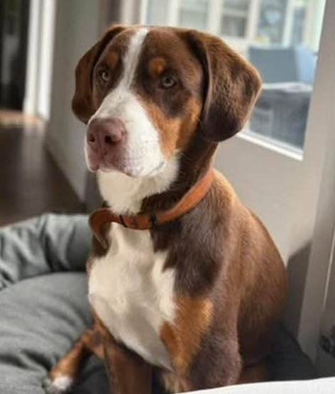 Tollentler Bruin
