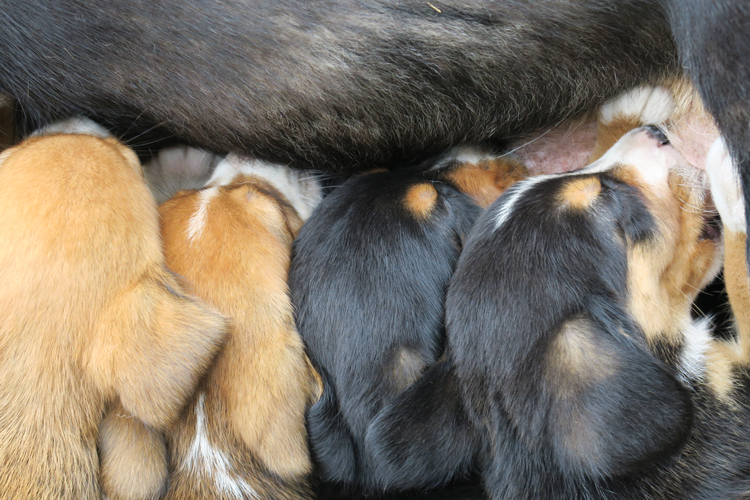 Tollentler pup drinken