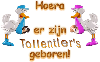 Er zijn puppy's geboren