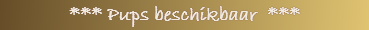 *** Pups beschikbaar  ***          