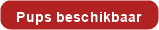 Beschikbare pup Tollentler